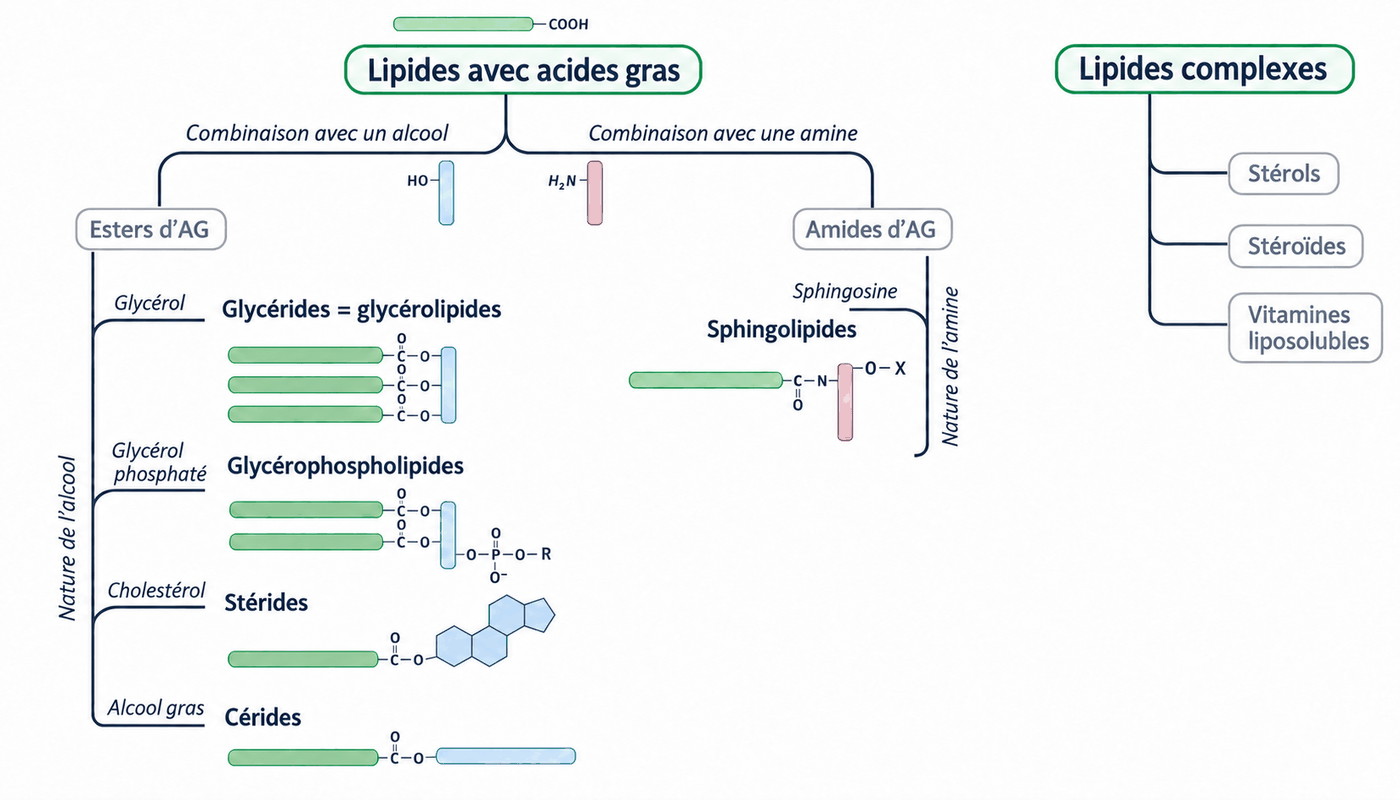 Schéma de classification des lipides