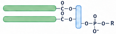 Glycérophospholipides